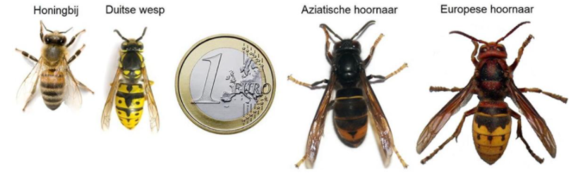 Expertisecentrum - Aziatische hoornaar - Vlaams Bijeninstituut vzw