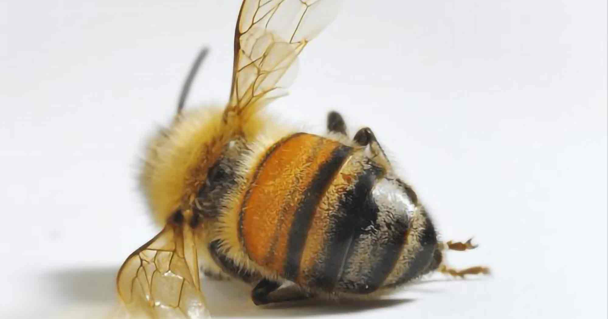 VBI-Eerstelijnshulp bij zieke bijen